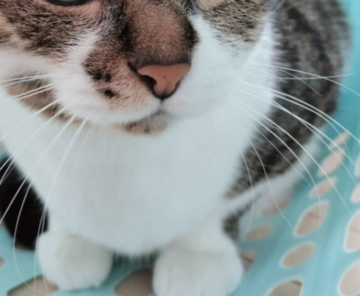 病院で、医師に「おめめ綺麗」と言われた猫→見てみると……　息をのむ姿が12万表示「地球色かニャ」（1/3） | 猫 ねとらぼ