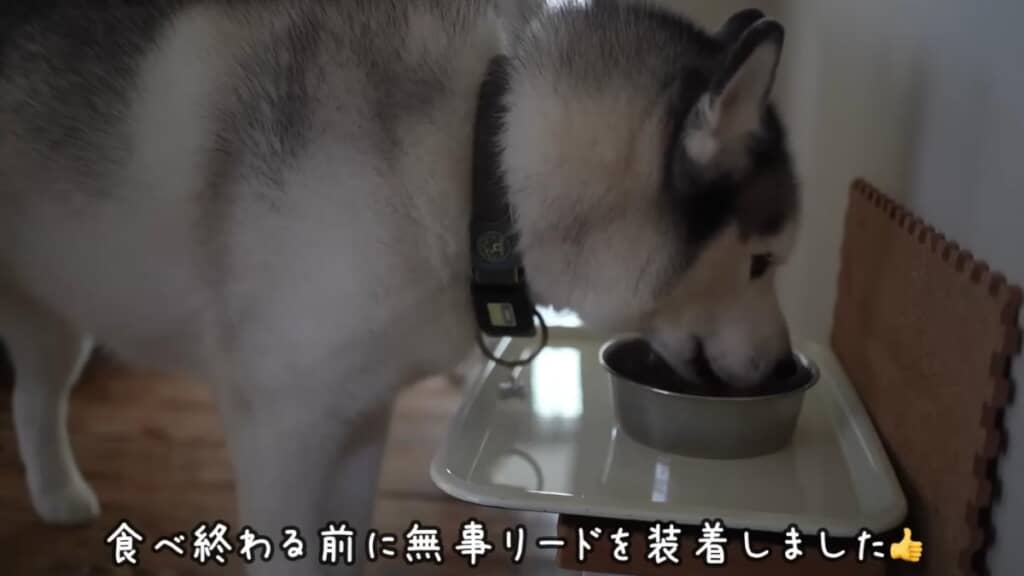 食事中にリードが装着されてしまいました