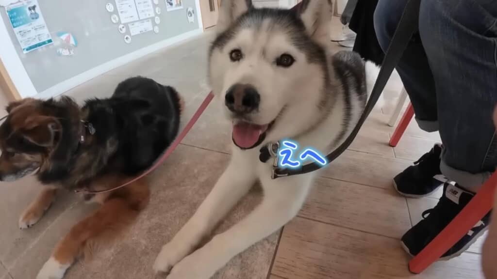病院では別犬に!?