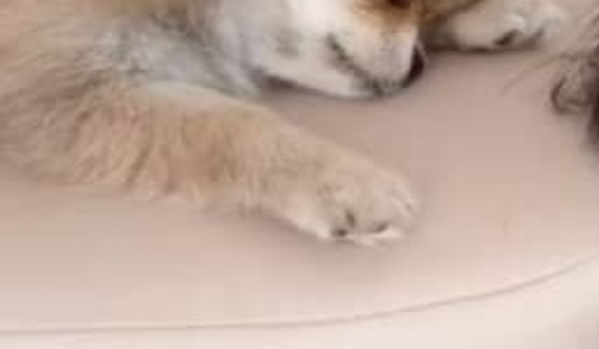 悪いことをした子犬→本気で謝る“まさかの姿”に「おばちゃんやられましたわ」「朝から泣けました」 驚きの光景が話題に(1/3) | 犬 ねとらぼ
