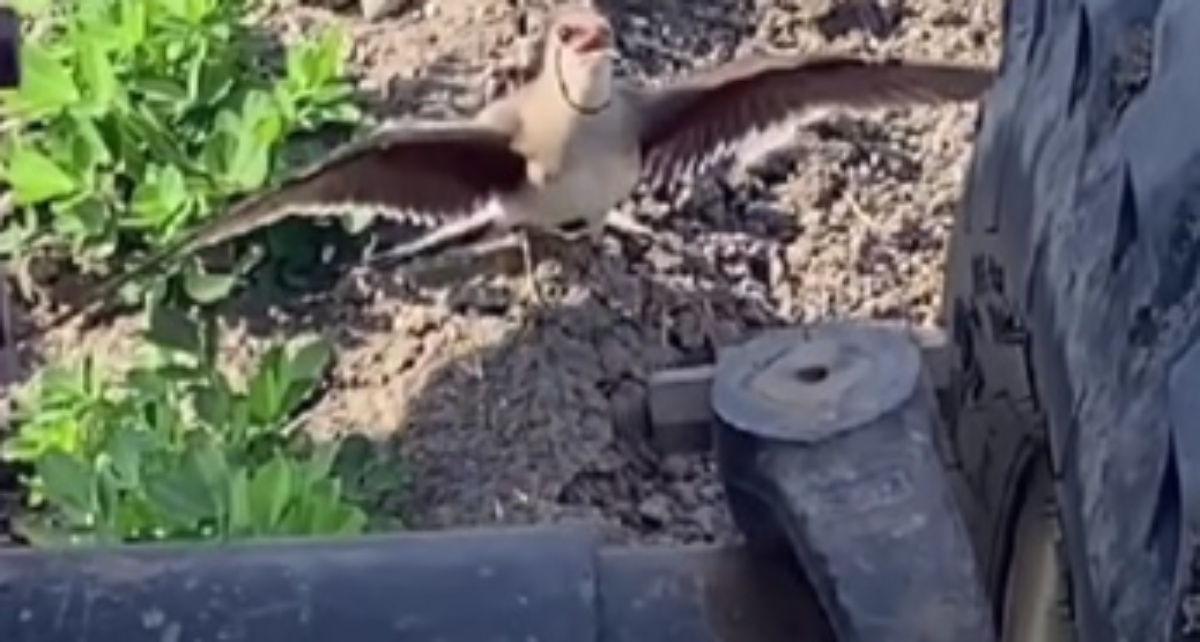 畑仕事中、鳥「やめてください!」→背後を見てみると……「すごい」「涙が出てきた」と3億3000万再生【海外】(1/3) | その他生き物 ねとらぼ