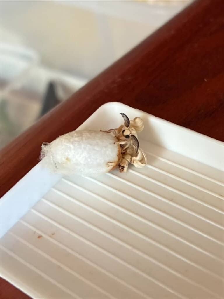 桑の葉っぱについていた小さな繭が羽化した昆虫