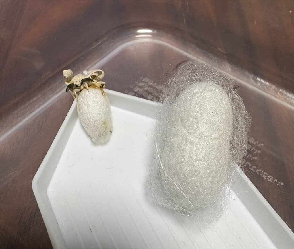 桑の葉っぱについていた小さな繭が羽化した昆虫