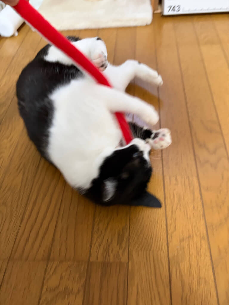 めちゃくちゃ気に入ってる！