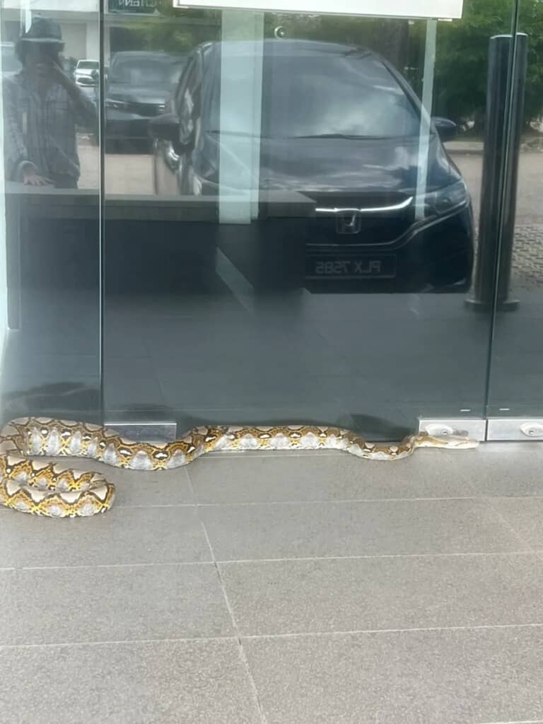 マレーシアの都市部の銀行前にいた巨大なヘビ