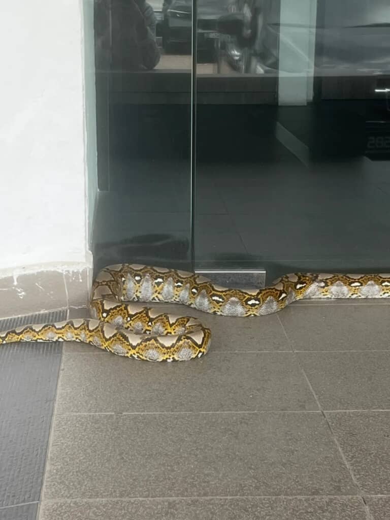 マレーシアの銀行前にいた巨大なヘビの尻尾