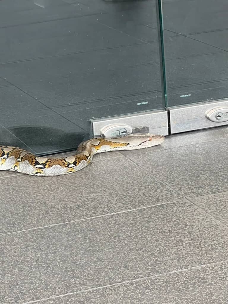 マレーシアの銀行前にいた巨大なヘビの頭部
