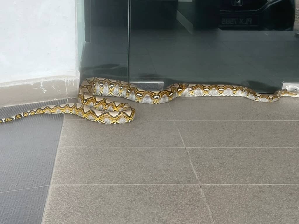 マレーシアの銀行前にいた巨大なヘビの全身