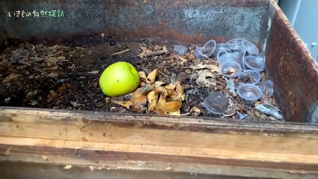 地球最古の昆虫「トビムシ」のコンポスト
