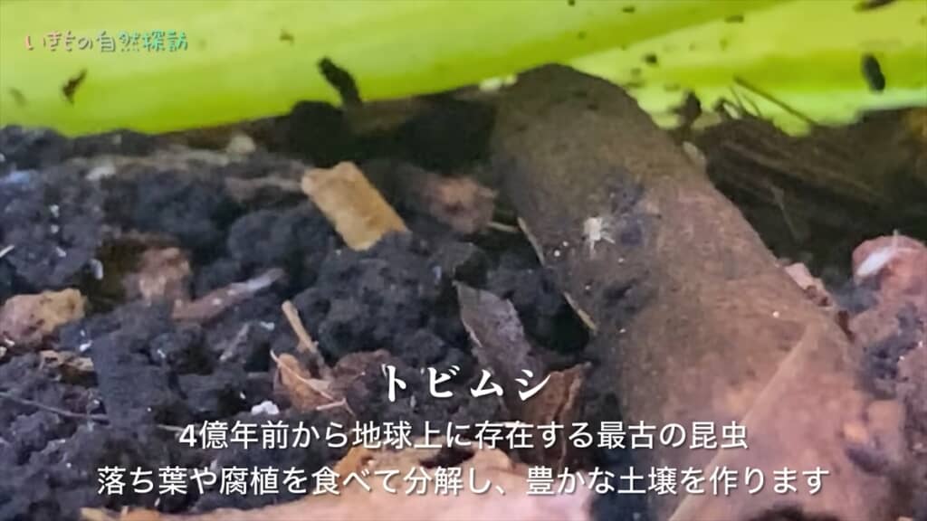 地球最古の昆虫「トビムシ」のコンポスト