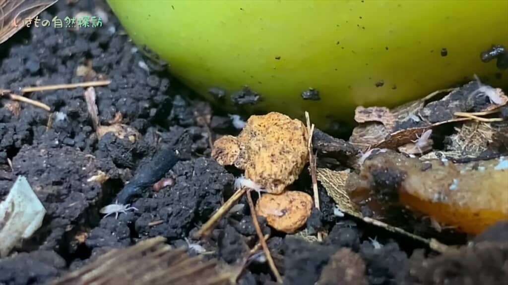 地球最古の昆虫「トビムシ」のコンポスト