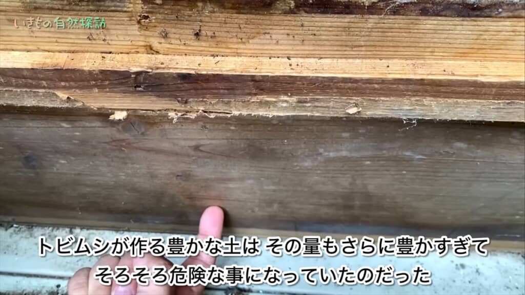 地球最古の昆虫「トビムシ」のコンポスト