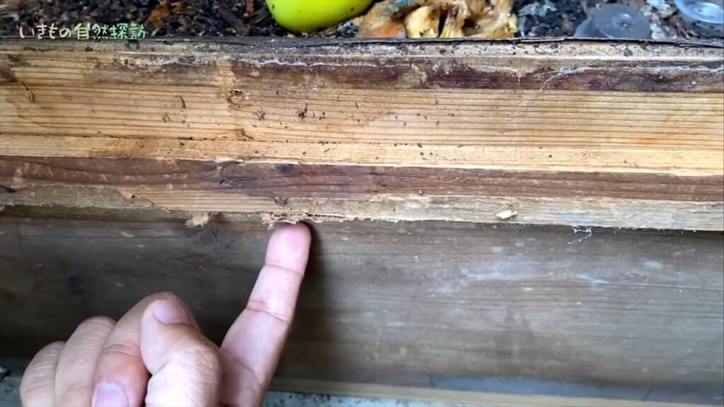 地球最古の昆虫「トビムシ」のコンポスト
