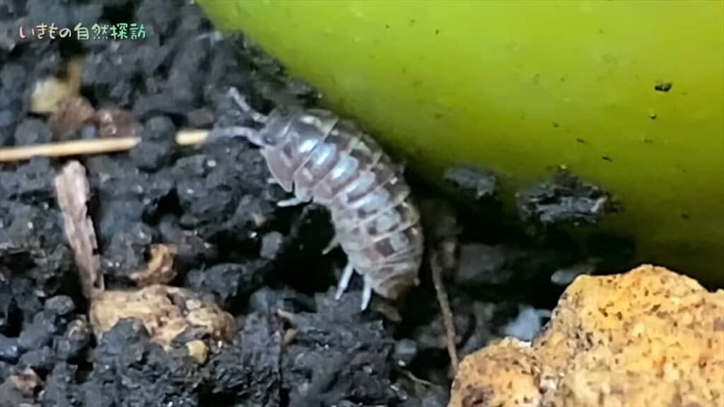 地球最古の昆虫「トビムシ」のコンポスト