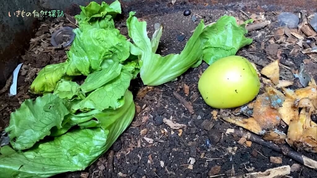 地球最古の昆虫「トビムシ」のコンポスト