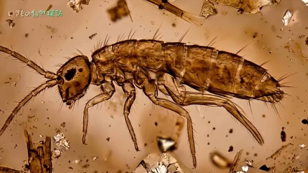地球最古の昆虫「トビムシ」のコンポスト