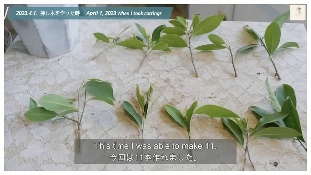 11本の枝を挿し木にして3年育ててみました