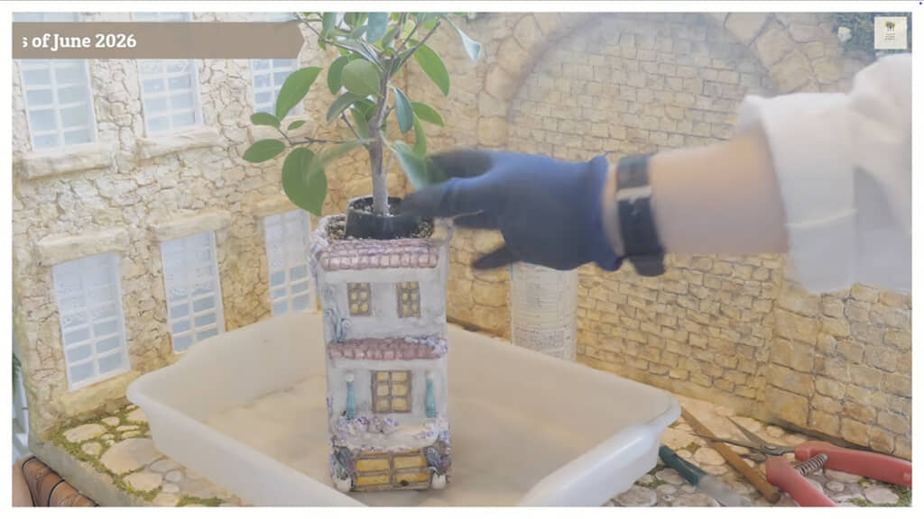 縦長の鉢に植えた枝は……