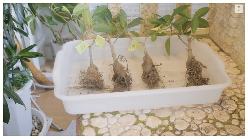 比べてみると、肥大部分に大きな差はありません