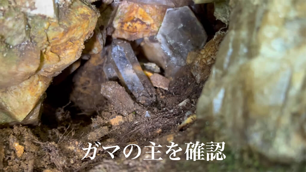 ガマの主を確認