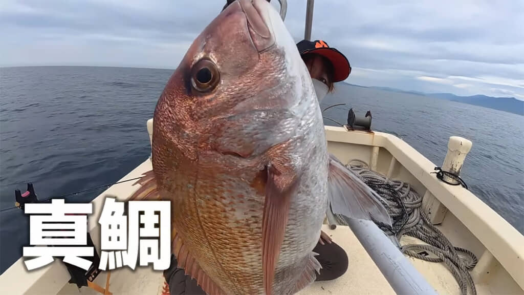とっても立派なマダイが釣れました、すごい!