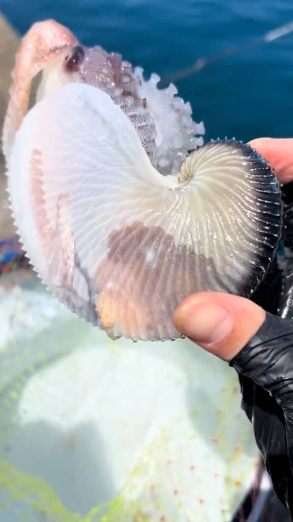 白く透明な貝殻