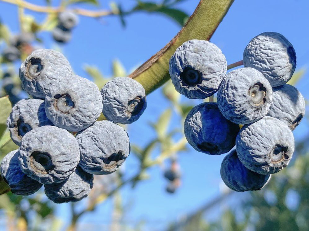 現物に限らずお菓子のパッケージでもよく目にするブルーベリーの実。こうなる前の意外な姿とは……