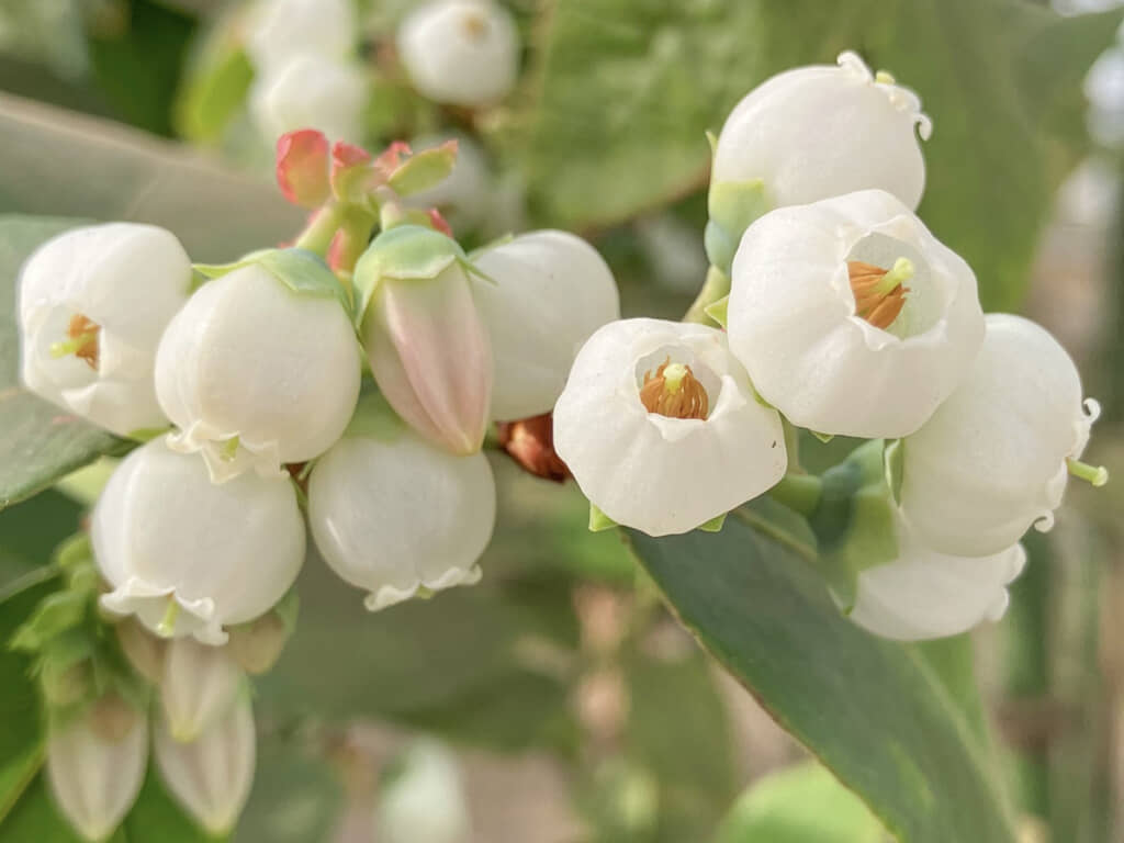 スズランのように咲くブルーベリーの花。青くなったらそのまま実になりそうな形ですが、実際に実るのは子房です