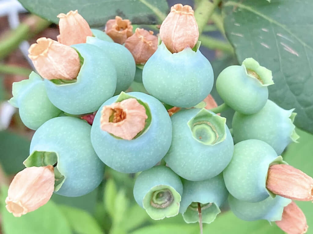 しおれる花びらに代わって実が成長