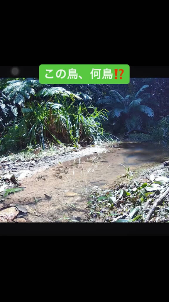 小川の辺りに佇む謎の鳥