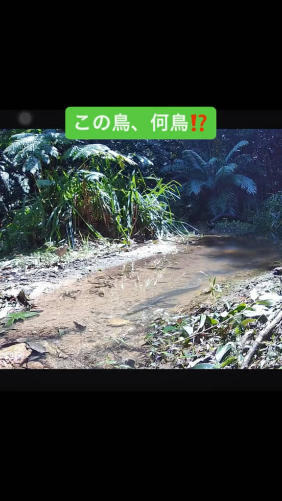 小川の中に、何かいる……
