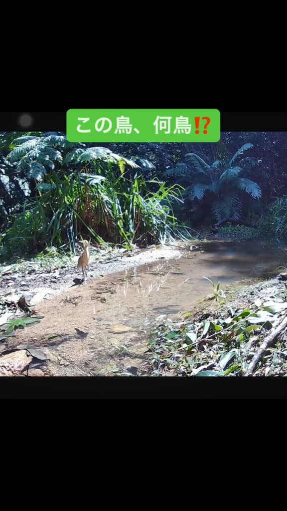 小川に近づいてきた鳥