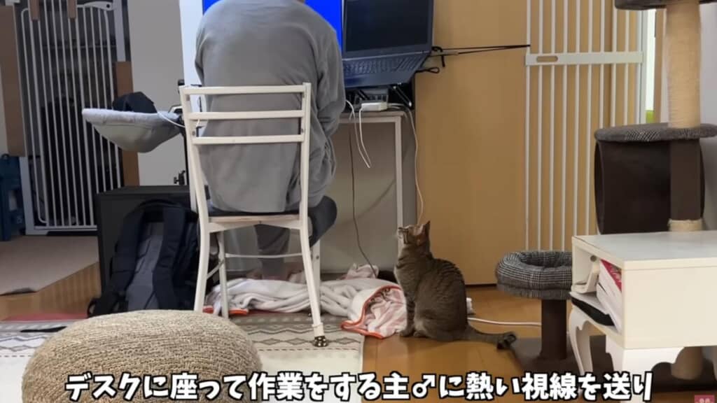 作業をするパパさんに熱い視線を送るうすくちちゃん