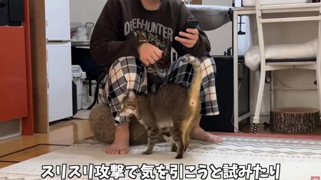 携帯に夢中なパパにスリスリ攻撃
