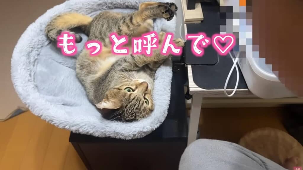 喜びのヘソ天も披露