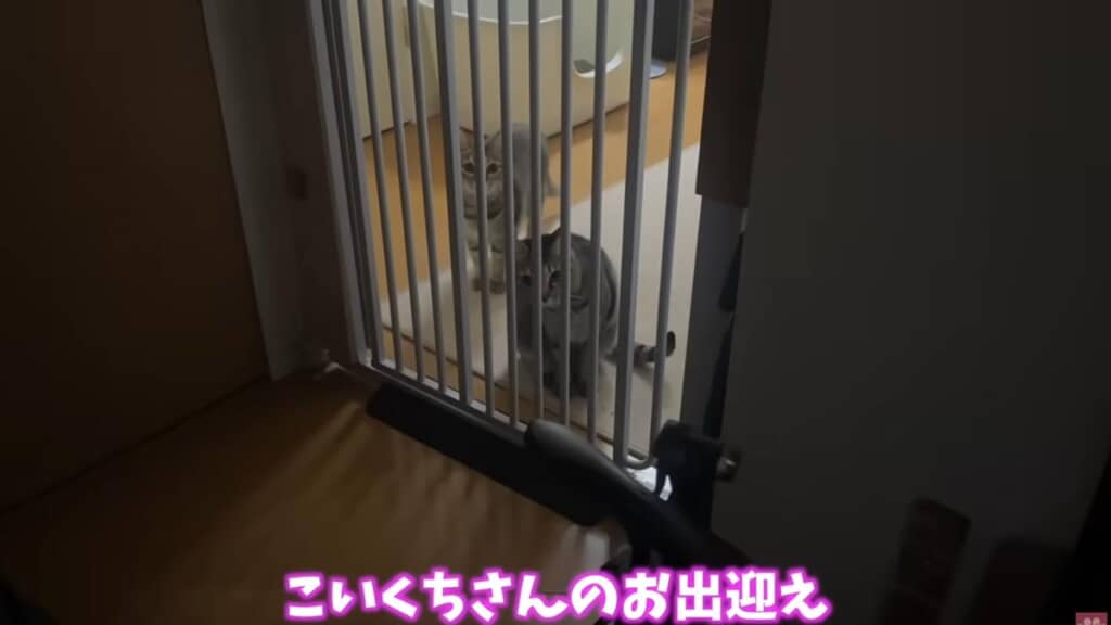 動画の後半ではママをお出迎えする猫たちの様子を収録