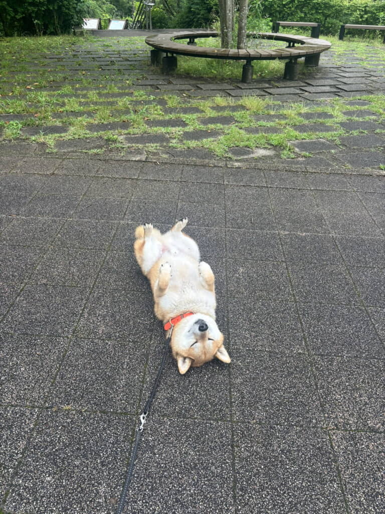 全身で雨の空気を感じる岳くん