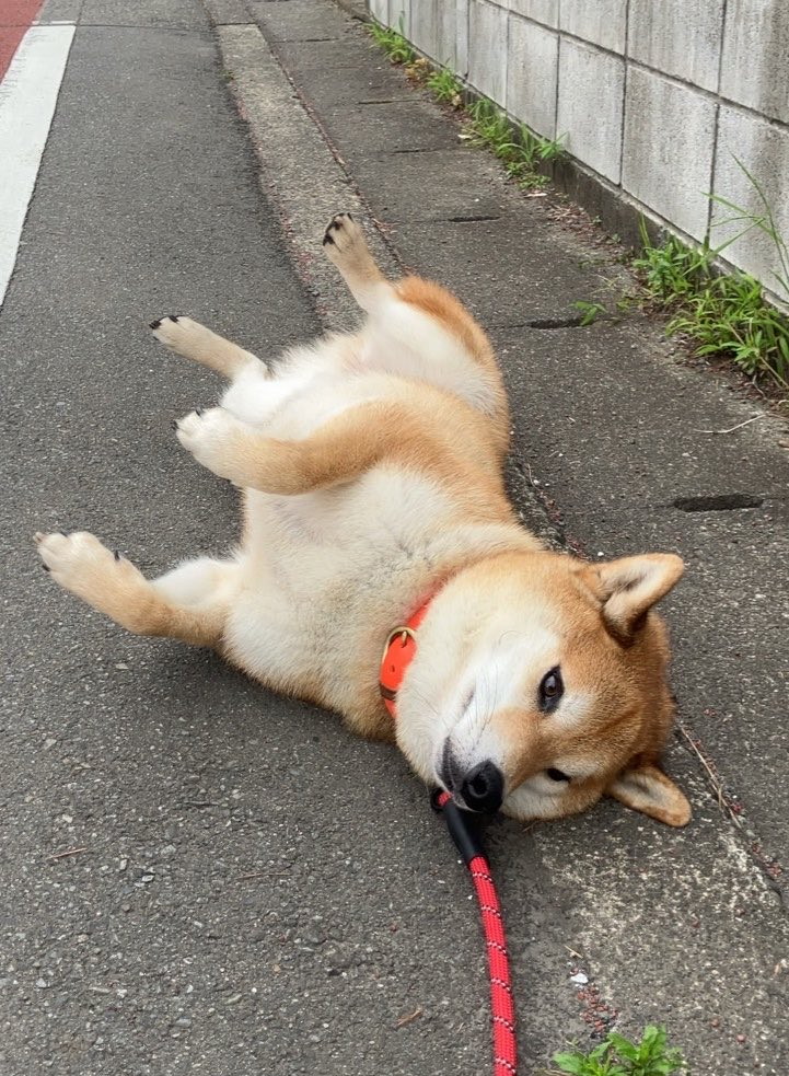 散歩中？
