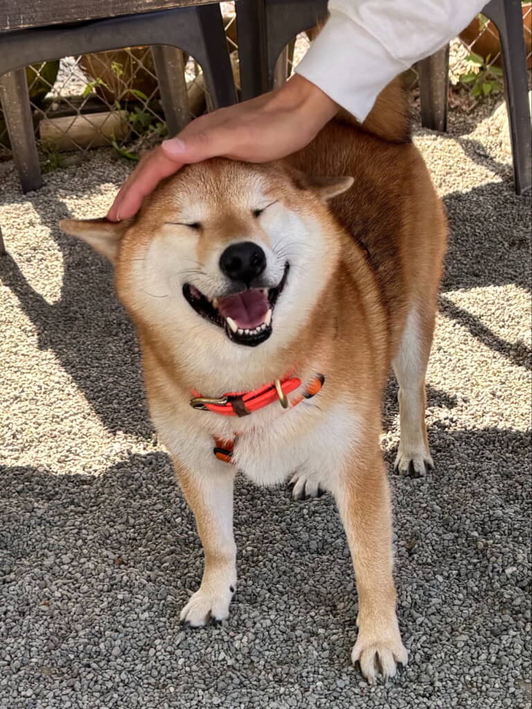 いい子いい子
