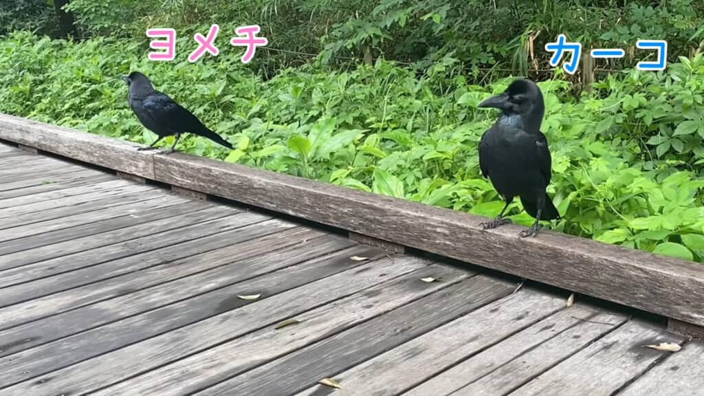 カラスのカー子と友達のヨメチ
