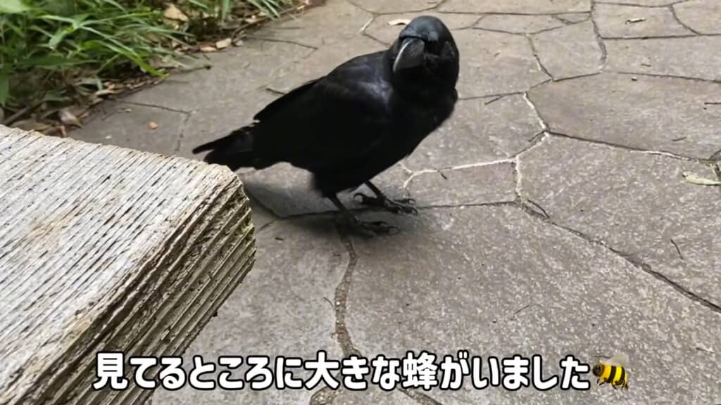 背後に大きな蜂がいたようです