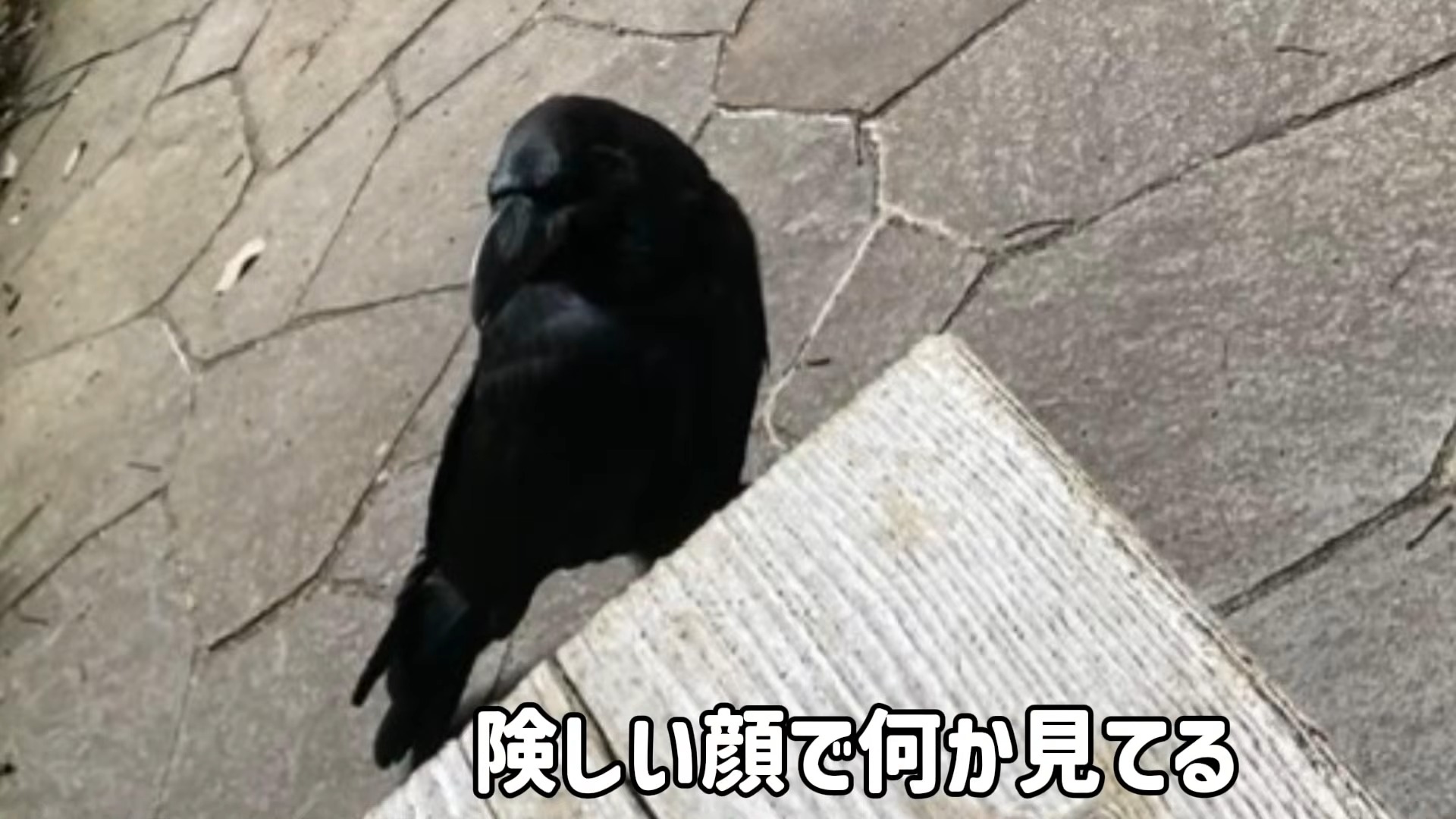 女性の背後に“大きな蜂”が→すると、賢いカラスが……「もうすごい」驚きの光景に「守ってくれたに違いない」（1/3） | その他生き物 ねとらぼ