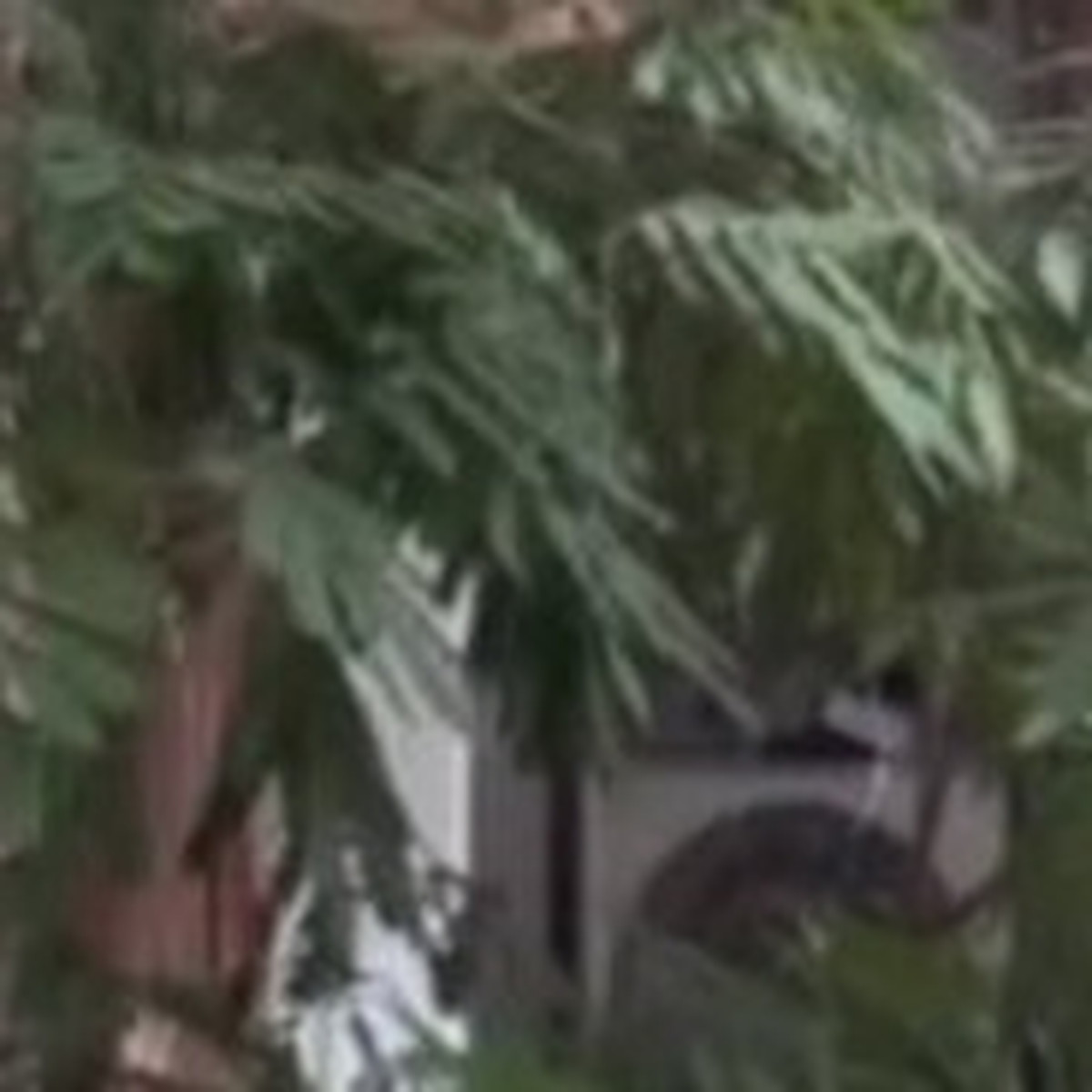「絶対ステキ!」と思って新築の“室内”に植えた木→5年後の光景に衝撃「大変なことに…」「え!?」(1/3) | ライフスタイル ねとらぼ