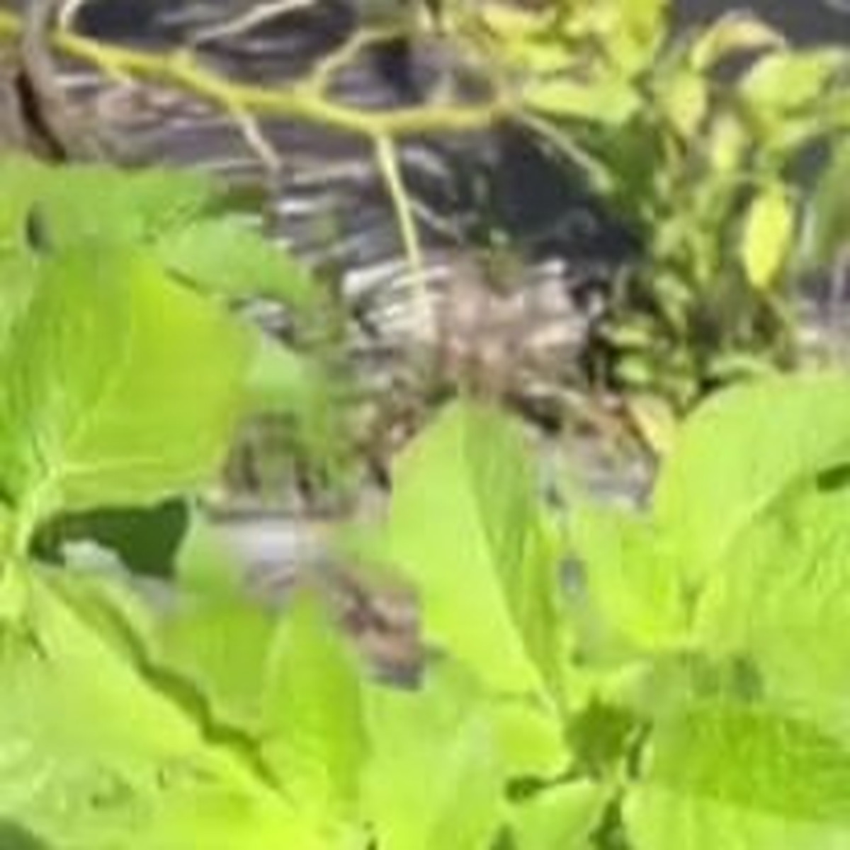 じゃがいも農家が畑を見に行くと……衝撃の光景にさまざまな声「食べられません」「ホントすごいですよね…」（1/3） | ライフスタイル ねとらぼ