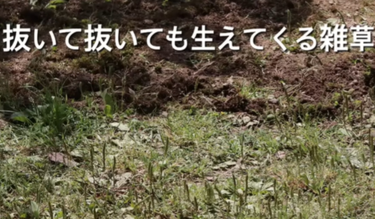 “草ボウボウ”の荒れた庭→15年後……　夫婦の努力が生んだ“驚がくの大変身”に「アイデアに脱帽」「今の私に必要な動画」（1/2） | 住まい ねとらぼ