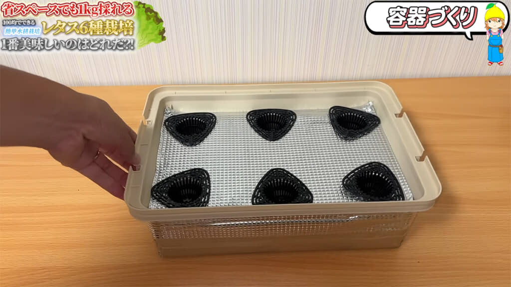 ダイソーの容器を使って、レタスを水耕栽培します