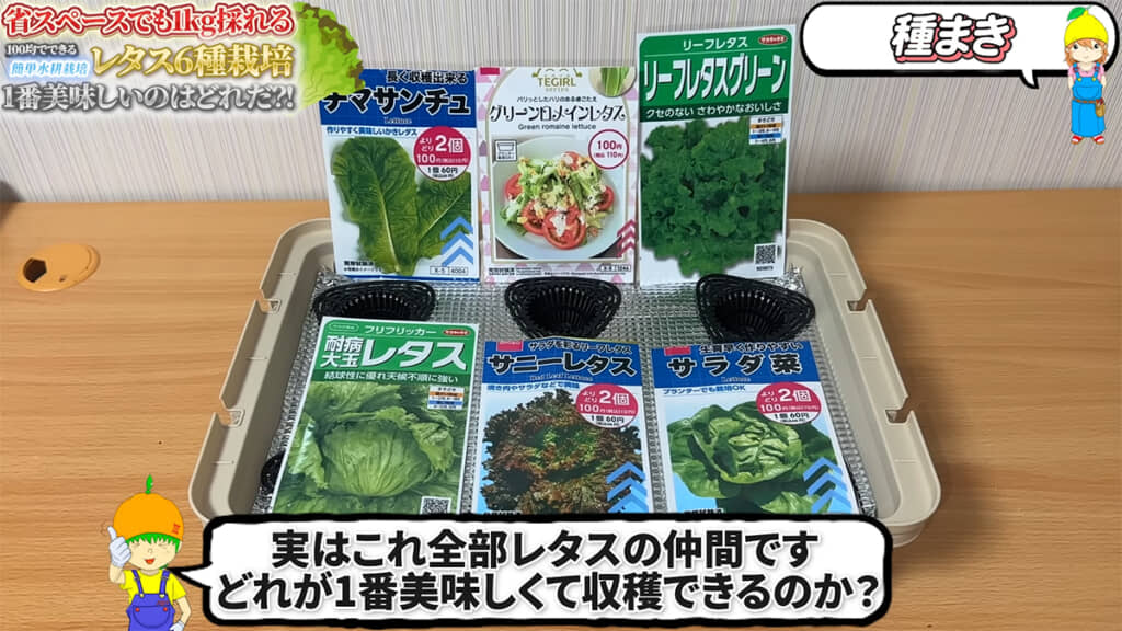 レタス6品種の種をまき、育ったら食べ比べをしてみます