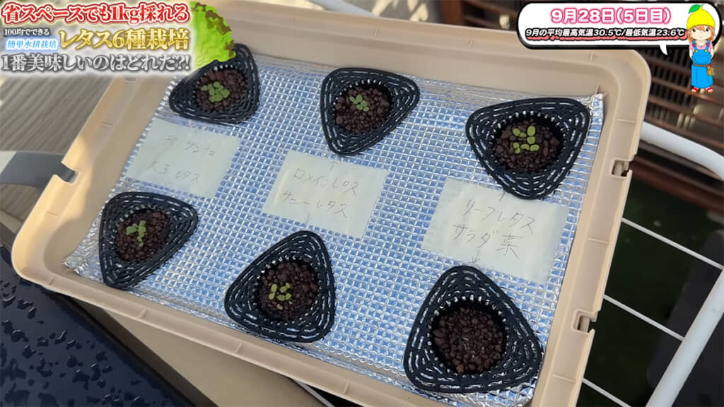 栽培スタートから5日目、サラダ菜以外は発芽しました