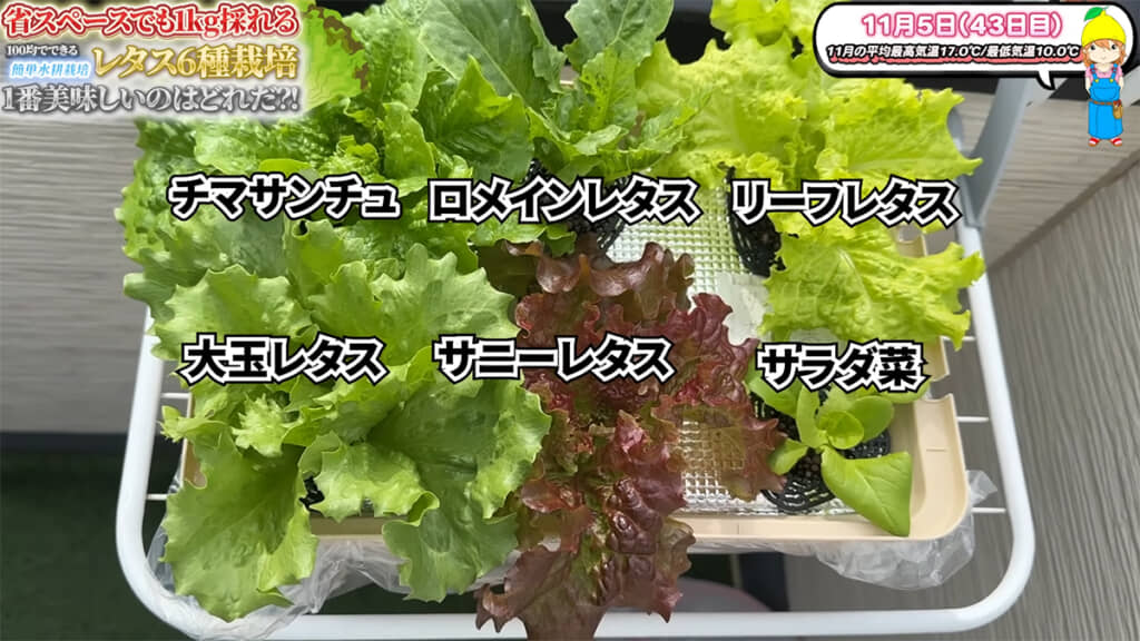 栽培43日目、よりレタスらしくなってきました