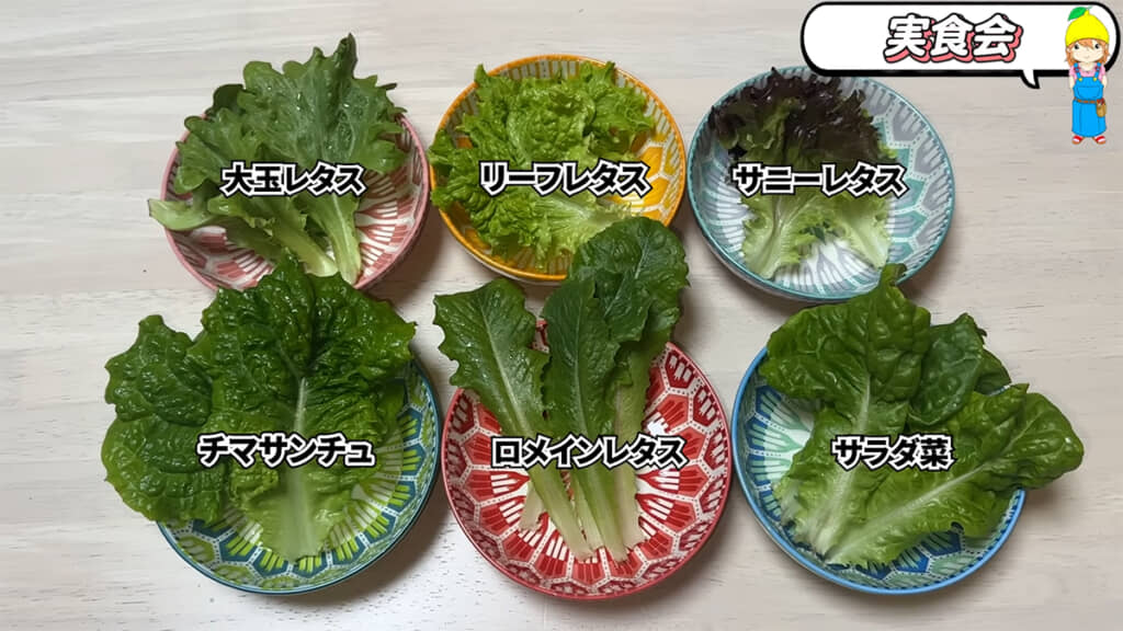 6品種のレタスは味にも食感にも違いがありました